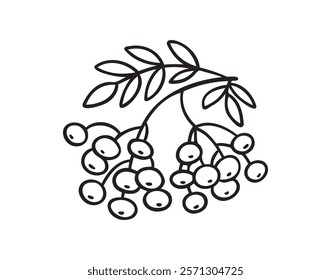 Branch of rowan tree doodle hand drawn icon. Drawing Branch of rowan tree clipart element. Vector illustration