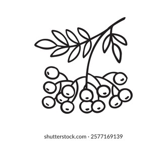 Branch of rowan tree doodle hand drawn icon. Drawing Branch of rowan tree clipart element. Vector illustration