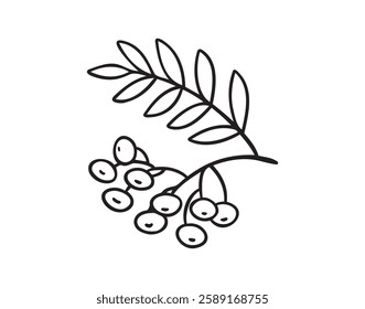 Branch of rowan tree doodle hand drawn icon. Drawing Branch of rowan tree clipart element. Vector illustration