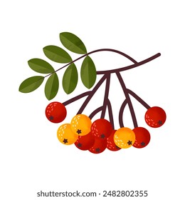Una rama de árbol serrano. Grono con fruta y hojas. Ilustración vectorial aislada
