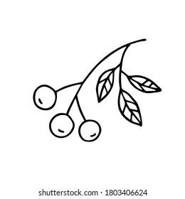 Branch of rowan tree. Hand drawn vector doodle elements.