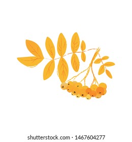 Branch of rowan tree with leaves and berries bunch cartoon flat style, vector illustration isolated on white background. Twig of Sorbus aucuparia or mountain ash tree, autumn or fall nature