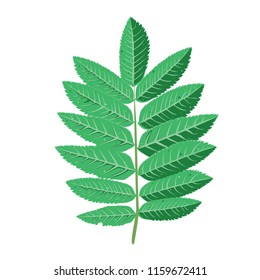 A branch of rowan tree with leaves . It can be used as a design element in projects and compositions. Vector illustration