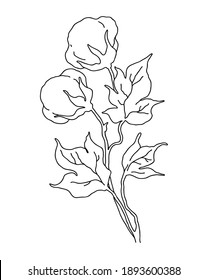 Сotton branch for rustic design. Isolated and high resolution. Doodle vector illustration.

