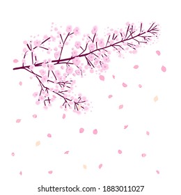 Una rama de sakura con pétalos en caída. Ilustración del vector