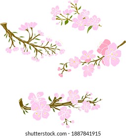 Branch of sakura flower vector for printing on background.Peach blossom illustration for doodle art.Cherry blossom with nature background.Apricot flower set for tattoo.Japanese floral collection.