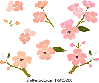 Branch of sakura flower vector for printing on background.Peach blossom illustration for doodle art.Cherry blossom with nature background.Apricot flower set for tattoo.Japanese floral collection.