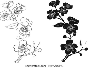 Branch of sakura flower vector for printing on background.Peach blossom illustration for doodle art.Cherry blossom with nature background.Apricot flower set for tattoo.Japanese floral collection.