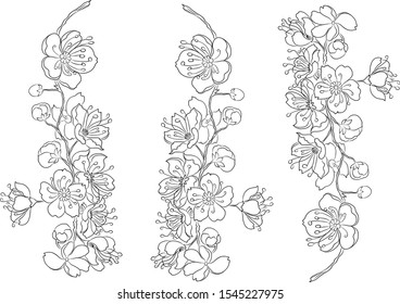 Branch of Sakura flower vector for tattoo style on isolated white background.Peach blossom illustration for coloring book.Beautiful line art Plum blossom for doodle.