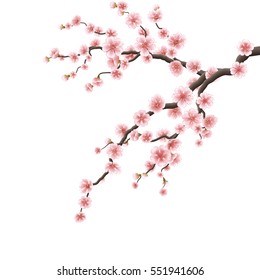 Branch of sakura with flowers. Cherry blossom branch isolated on white. EPS 10 vector file included