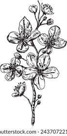 A branch with sakura flowers is hand-drawn, isolated on a white background. Bouquet of flowers vector graphics.