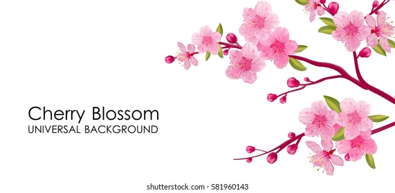 Branch of sakura with flowers and leaves on white background. Cherry blossom spring design.