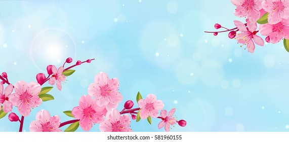 Branch of sakura with flowers and leaves on blue  background. Cherry blossom spring design.