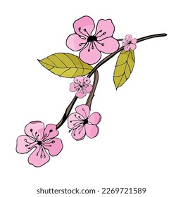 Branch of sakura on an isolated background. Vector illustration.