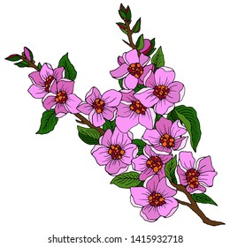 branch of sakura in pink flowers, isolate on a white background