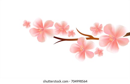 Branch of Sakura with Pink flowers isolated on White background. Apple-tree flowers. Cherry blossom. Vector EPS 10, cmyk.