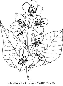 A branch of a sakura tree on a white background. Design for logo and wedding illustration. Black and white vector illustration.