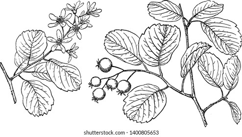 Branch of Saskatoon tree, which is in the rose family. Its leaves are oval-shaped and similar in flavor to blueberries. The tiny flowers are snowy white, with five petals and 12  20 stamens, vintage