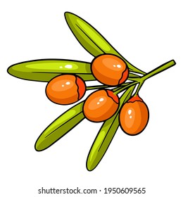 A branch of sea buckthorn berries. Cartoon style. Isolated over white background. Sea buckthorn for design.