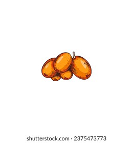 Branch of sea buckthorn berries, colorful hand drawn vector illustration in sketch style isolated on white background. Sea buckthorn berries for food and juice packaging.