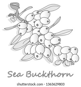 Branch of sea buckthorn berries with leaves. Vector illustration set on white background.