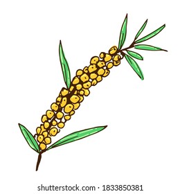 Branch with sea buckthorn berries, leaves isolated on white background. Hand-drawn color vector illustration. Useful, vitamin berry, plant. For labels, packaging, prints.