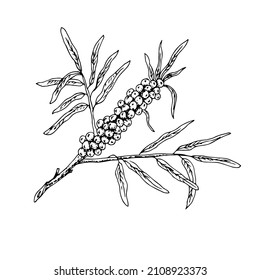 Branch with sea buckthorn berries. Line drawing. Vector illustration.