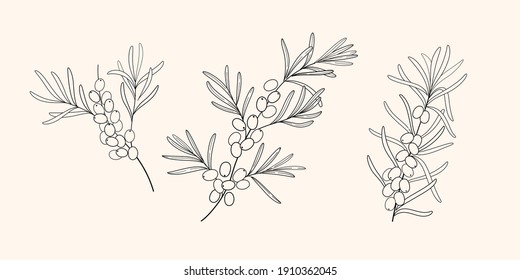Branch of sea buckthorn. Contour vector naturalistic illustration.