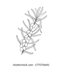 Branch of sea buckthorn. Flat vector contour illustration.