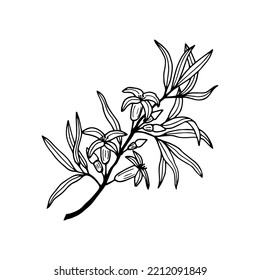 Branch with sea buckthorn flowers. Vector stock illustration eps10. Outline, isolate on white background. Hand drawn.
