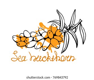 The branch sea buckthorn, hand drawn, graphics sketch