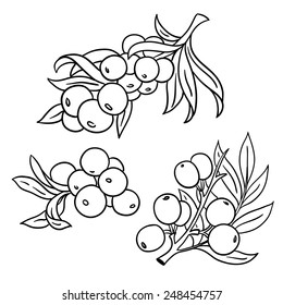 The branch of sea-buckthorn berries. Sanddorn. Line illustration. Isolated on white background.