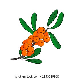 Branch of sea-buckthorn. Vector ilustration isolated on white background