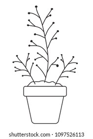 branch with seeds in pot