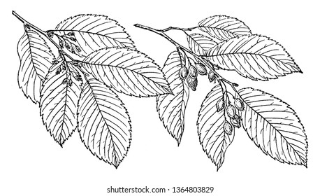 A Branch Of A September Elm Tree, Native To A Select Few States In North America, Vintage Line Drawing Or Engraving Illustration.