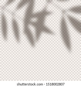 Branch shadow overlay mock up design. Fully editable vector. Gradient mesh and transparency effects used.