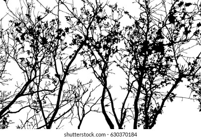 branch shape with black color.