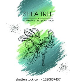 Branch Shea tree with fruits, nuts, leaves and Shea butter. Detailed hand-drawn sketches, vector botanical illustration. For cosmetics, medicine, aromatherapy. For menu, label, packaging design.
