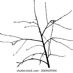 Branch silhouette. A black leafless branch. Vector illustration, graphic on white background. Bare branch of tree.