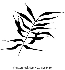 Branch silhouette with leaves vector illustration element