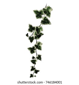 branch sketch vector graphics color picture