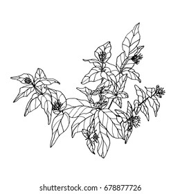 Branch with small flowers. Hand drawn black and white isolated vector illustration in vintage style.