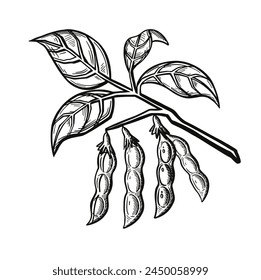 Branch with soybean or pea pods. Sketch Outline Vector Illustration