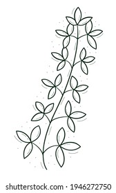 A branch with sparse triple leaves. Shamrock.Contour doodle sketch dark green white. Isolated vector drawing on a white.