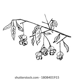 Branch of spindle tree with leaves and berries. Euonymus plant. Hand drawn linear sketch. Black silhouette on white background. svg