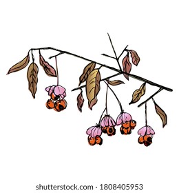 Branch of spindle tree with leaves and berries. Euonymus plant. Hand drawn colorful sketch. svg