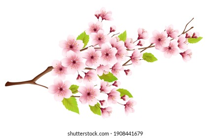 Branch of spring blossoming cherry isolated on white background. Realistic vector illustration EPS10