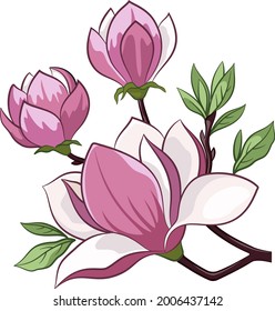Sucursal de una primavera floreciente Flores de árboles de magnolia aisladas en un fondo blanco. Vector