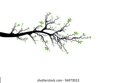 Branch of spring tree isolated on white background