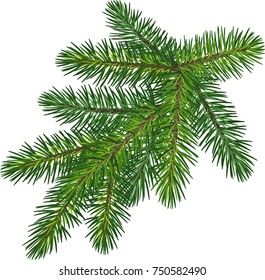 the branch of spruce and fir